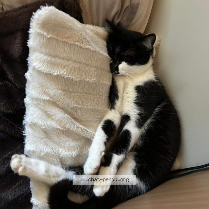 Photo 1/1 Oreo Chat lost in Montmeyran