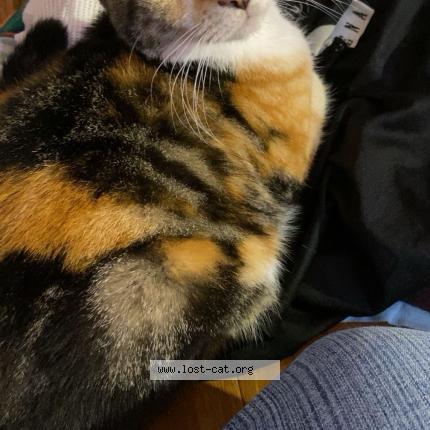 Picture of cat lost at Corpus Christi