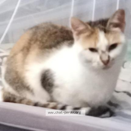 Photo 1/1 Opra Chat lost in Le bouscat