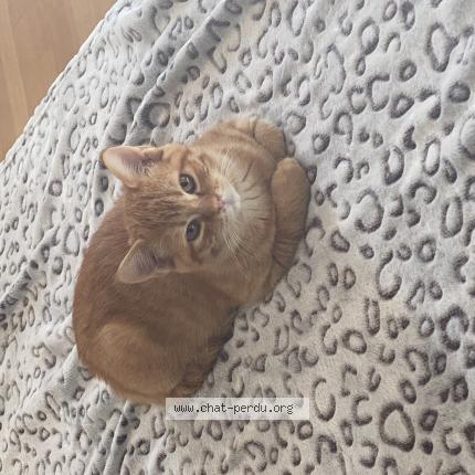 Foto 1/1 Wiedergefundene Katze Verloren in Porrentruy