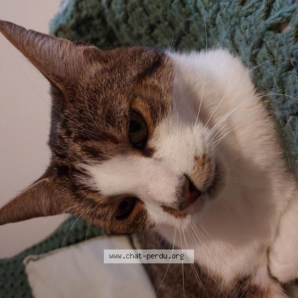 Photo 1/1 Natsu Chat lost in Sainghin en weppes