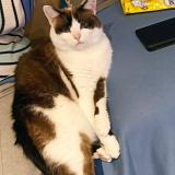 Picture of cat lost at Bourg En Bresse