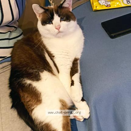 Photo 1/1 Chamallow Chat lost in Bourg en bresse