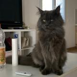 Picture of cat lost at Vendargues