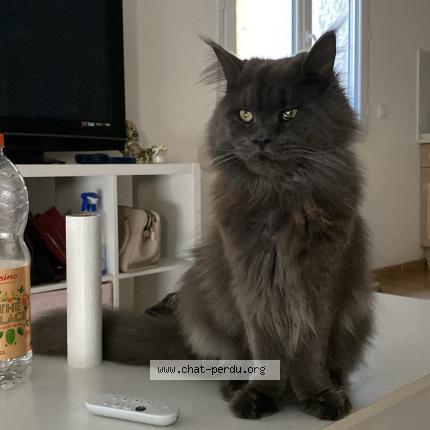 Photo 2/2 Mowgli Chat lost in Vendargues