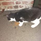 Picture of cat found at Marle