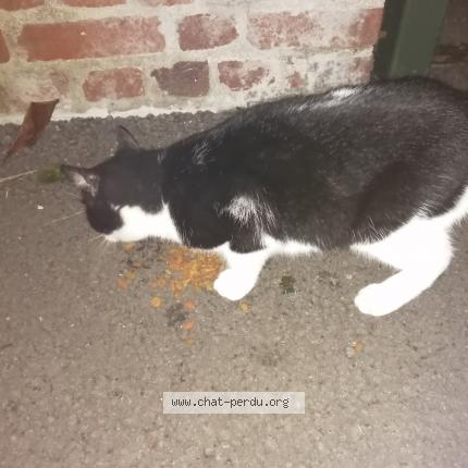 Photo 1/1 Cat reunited Found in Marle