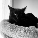 Picture of cat lost at Leforest