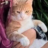 Picture of cat lost at Auragne