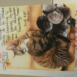 Picture of cat lost at Condrieu