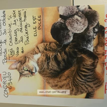 Photo 1/1 LOLA Chat lost in Condrieu