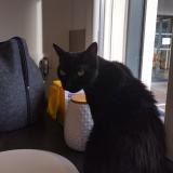 Picture of cat lost at Berstett