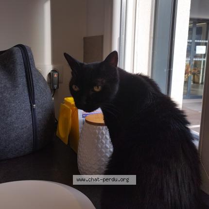 Photo 1/1 Lulu Chat lost in Berstett