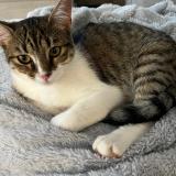 Picture of cat lost at Candillargues