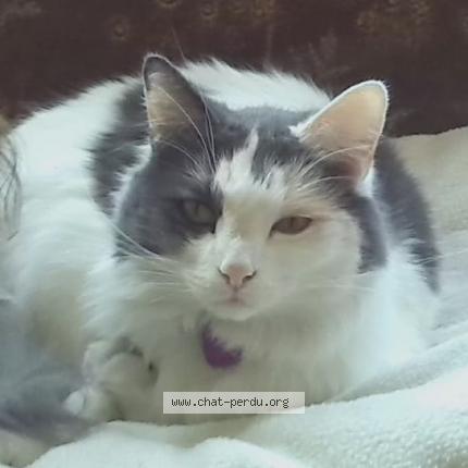 Foto 1/1 Kat teruggevonden Vermist in Salzinnes Namur