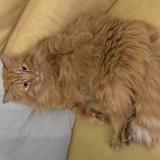 Picture of cat lost at Caulaincourt