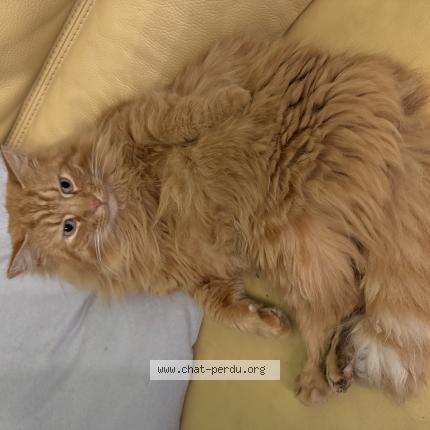 Photo 1/1 Tigrou Chat lost in Caulaincourt