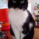 Picture of cat lost at Dissay