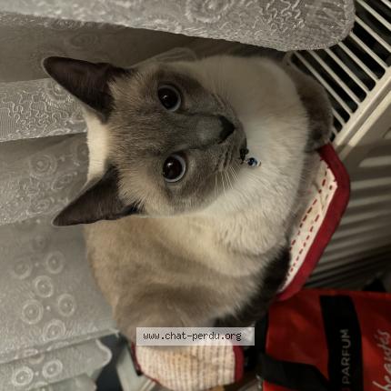 Foto 1/1 Kat teruggevonden Vermist in Schaerbeek