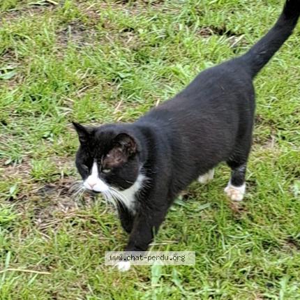 Foto 1/1 Kat teruggevonden Vermist in Jemappes