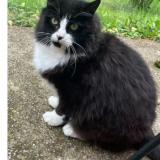 Picture of cat lost at St Forget