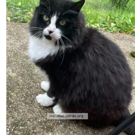 Photo 1/1 Vénus ou Mimi Chat lost in St forget