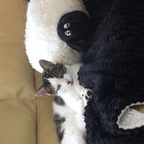 Picture of cat lost at Chailloue