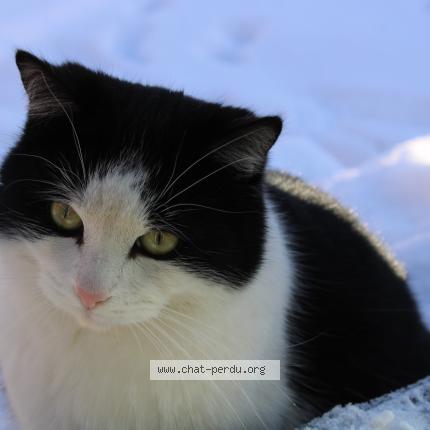 Foto 1/4 Kat teruggevonden Vermist in Obourg