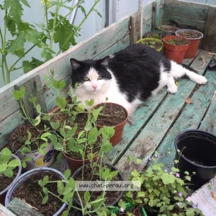 Foto 2/4 Kat teruggevonden Vermist in Obourg