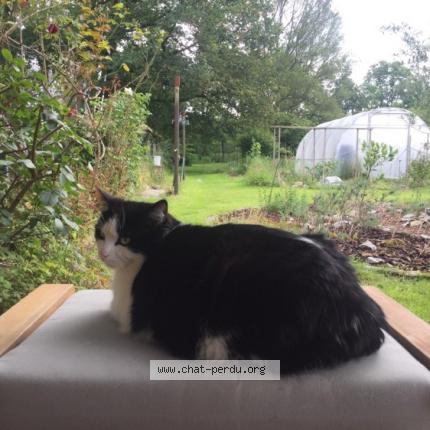 Foto 3/4 Kat teruggevonden Vermist in Obourg