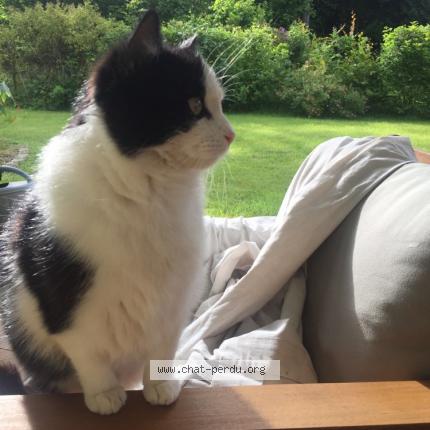 Foto 4/4 Kat teruggevonden Vermist in Obourg