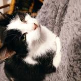 Picture of cat found at Rillieux La Pape