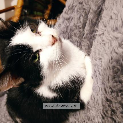 Photo 1/1 Found cat Found in Rillieux la pape