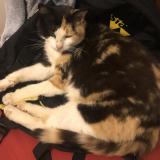 Picture of cat lost at Malestroit