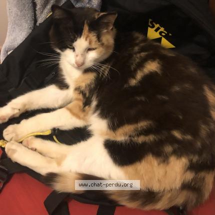 Photo 1/1 Lucette Chat lost in Malestroit