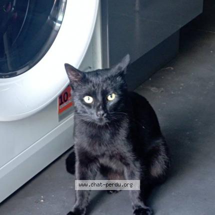 Foto 1/1 Kat teruggevonden Vermist in Bruxelles