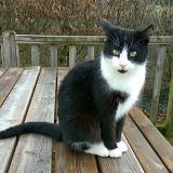 Picture of cat lost at St Martin Des Noyers
