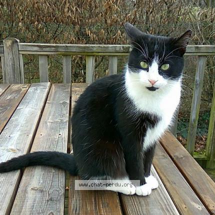 Photo 1/1 MINOU Chat lost in St martin des noyers