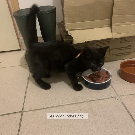 Photo 1/1 Reunited cat Found in Sergy