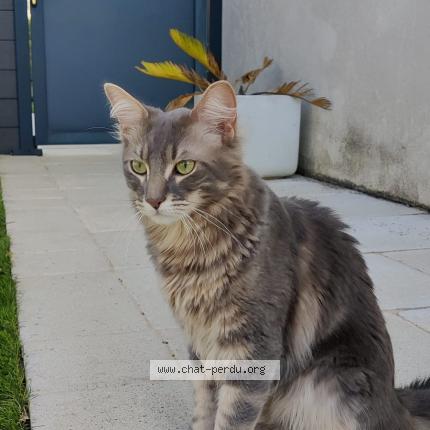Photo 1/1 Cat reunited Lost in Clavette