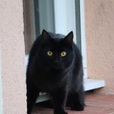 Picture of cat lost at Bourneville