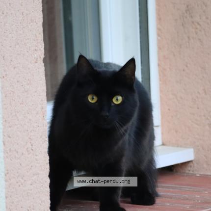 Photo 1/1 Chopper Chat lost in Bourneville