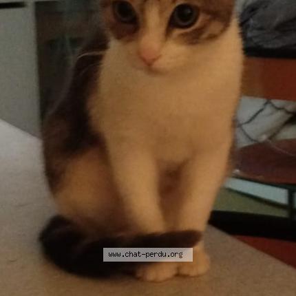 Photo 1/1 Muezza Chat lost in Herouville saint clair