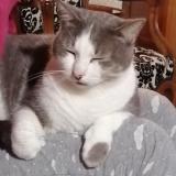 Picture of cat lost at Saint Paul