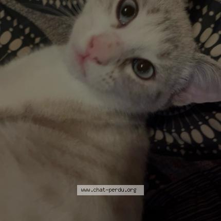 Photo 1/1 Cat reunited Lost in Limony