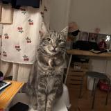 Picture of cat found at Clermont Ferrand