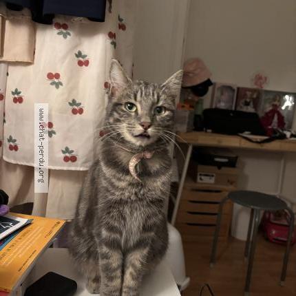 Photo 1/1 Cat reunited Found in Clermont ferrand