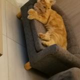 Picture of cat lost at Aigondigne