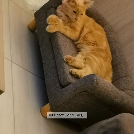 Photo 1/1 Simba Chat lost in Aigondigne