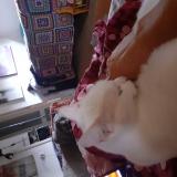 Picture of cat lost at Luxe